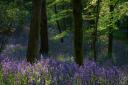 Bluebells at Houghall