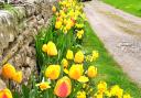 A wall of flowers including tulips, daffodils - and wallflowers - at Cover Bridge near East Witton, by Libby Harding, of Leeming