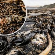 Dead sea life on Teesside beaches Picture: STUART BOULTON