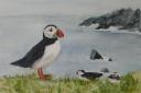 Puffins, watercolour by Dinah Francis