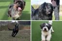 Dogs up for adoption at Darlington Dogs Trust Credit: DOGS TRUST