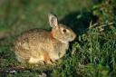 What is the most humane thing to do when you see a rabbit suffering by the roadside?