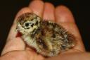 The grey partridge which has suffered an 80 per cent decrease in numbers in the past 40 years