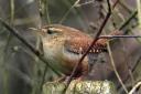 A wren – its nest is a miracle of construction