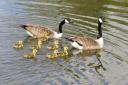 Pam Mosedale of Beechwood took this picture of Canada geese and their goslings on the mere in Tatton Park