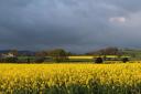 READER'S VIEW: Maxine Chaplain, of Sowerby, Thirsk, took this picture of rape fields near Coxwold