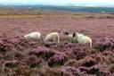 Sheep graze amongst the purple heather near Rosedale Abbey. Picture: Martin Oates