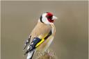 A goldfinch sits on a thistle