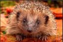 HELP: Hedgehog numbers are suffering a huge decline
