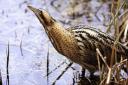 Bittern: has a new home at Nosterfield