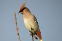 SEASONAL: A waxwing, flocks of which enlivened winter watching