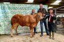 Oscar Boynton of Galpay, Ripon, took the junior championship with his Limousin steer