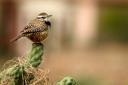 The wren – one of Britain’s smallest birds but also one of our loudest singers