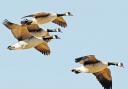 IN FLIGHT: sightings of geese in the region have increased as the weather has improved
