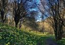 Farndale daffodils. Moors Park Authority
