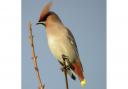 Waxwing: arriving in great numbers