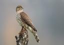 Sparrowhawks are a bird of conservation concern in the UK