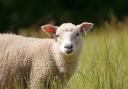 North Yorkshire Fire and Rescue Service said the sheep were rescued and the fire was extinguished