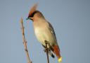 SEASONAL: A waxwing, flocks of which enlivened winter watching