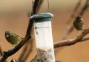 DINING OUT: Greenfinches get stuck into a feeder at Saltholme nature reserve on Teesside