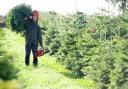 Christmas trees being grown for John Lewis