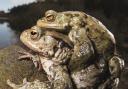 Mating toads at Cod Beck reservoir