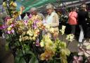 Raby Castle, nr Staindrop  -  11th annual Orchid show.  Visitors to the show. (23954313)