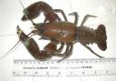 MISSING: Crayfish appear not to be as common in the River Use as they once were.