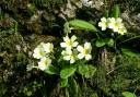 Primroses - there is much folklore surrounding these attractive spring flowers