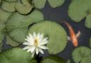 Fish in a pond. Picture: Thinkstock/PA
