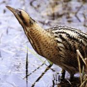 Bittern: has a new home at Nosterfield