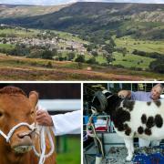 Beautiful landscapes and a wealth of country shows have helped North Yorkshire into the top three UK destinations for a rural escape Pictures: Northern Echo