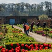 A group of volunteers tend to the Hot Border at Helmsley Walled Garden in the springtime. Photograph by Colin Dilcock