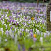 The crocuses in Southend Avenue, Darlington, were planted by Douglas Chilton, in memory of his wife, Maude, who loved the colourful flowers