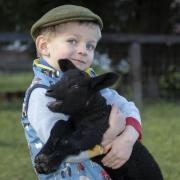 Three-year-old Oliver Walton with the lamb he helped deliver
