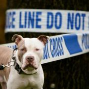 A dog has bitten a child outside St Mary's RC School in Knaresborough