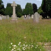 An area left uncut for wildflowers in Great Ayton Cemetery