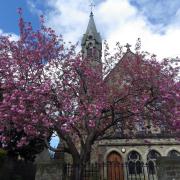 Another lovely show of blossom, this time in the grounds of St Joseph and St Francis Xavier Church on Newbiggin in Richmond, pictured by Marcia Howard