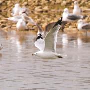 The ring-billed gull at Scorton pictured by Richard Stephenson