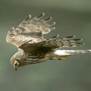 PREY-ING FOR A BITE: a hen harrier was seen at Nosterfield reserve