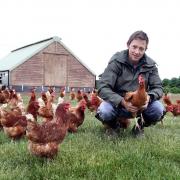 FEATHERED FRIENDS: Harry Hodgson surrounded by Brown Nic chickens