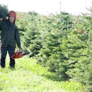 Christmas trees being grown for John Lewis
