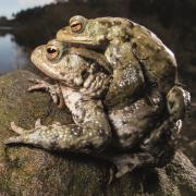 Mating toads at Cod Beck reservoir