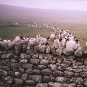 Walling stone was stolen overnight from beside a road in the Yorkshire Dales.