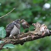 READERS' VIEW: Steve Weighell and his wife, Joan, got an amazing view for 20 minutes in early August of a young cuckoo being fed by its adoptive parent - a dunnock - just six yards from their window in Middleton St George, near Darlington.