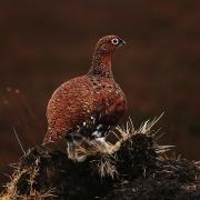 The grouse shooting season started on August 12. Picture: Sarah Caledcott