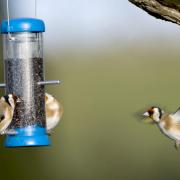 There has been an increase in sightings of goldfinches. Pictures: John Bridges/RSPB/PA