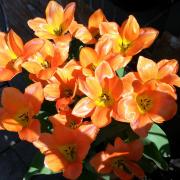 Orange tulips. Picture: Hannah Stephenson/PA