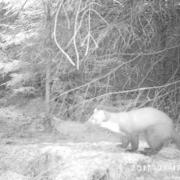 SPOTTED: A rare pine marten on the North York Moors