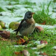 SIGHTINGS: The fieldfare was one of the most abundant species counted